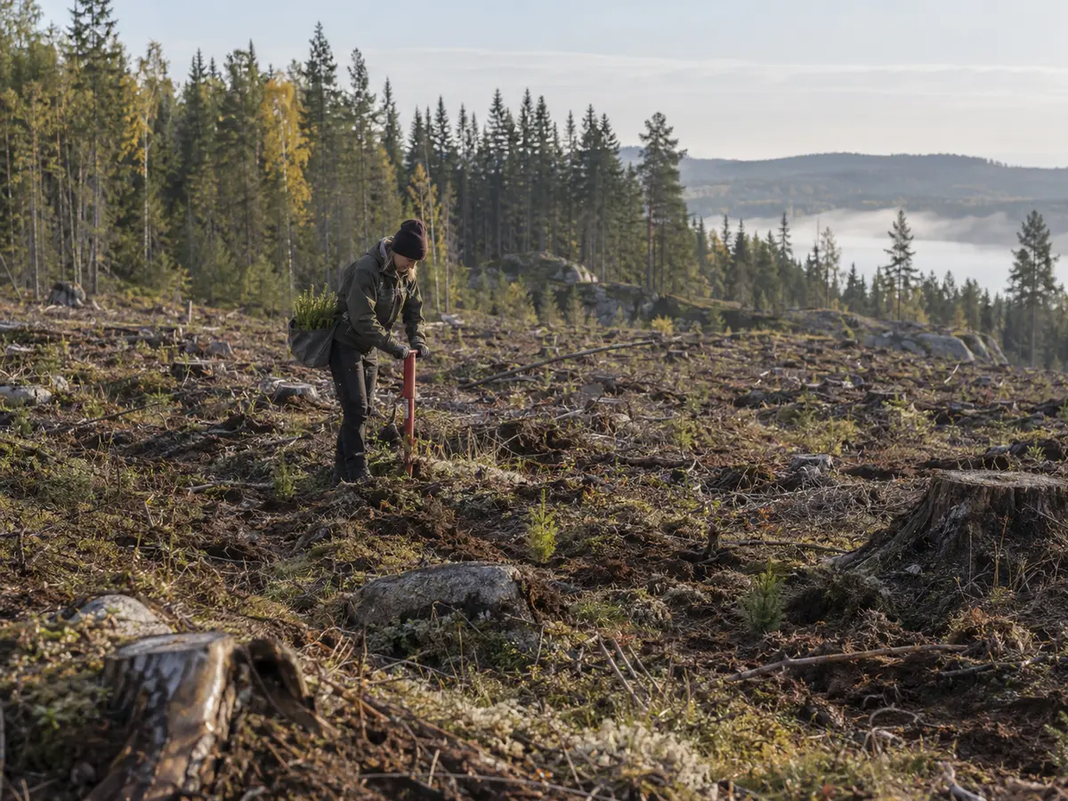 Plantering av ny skog