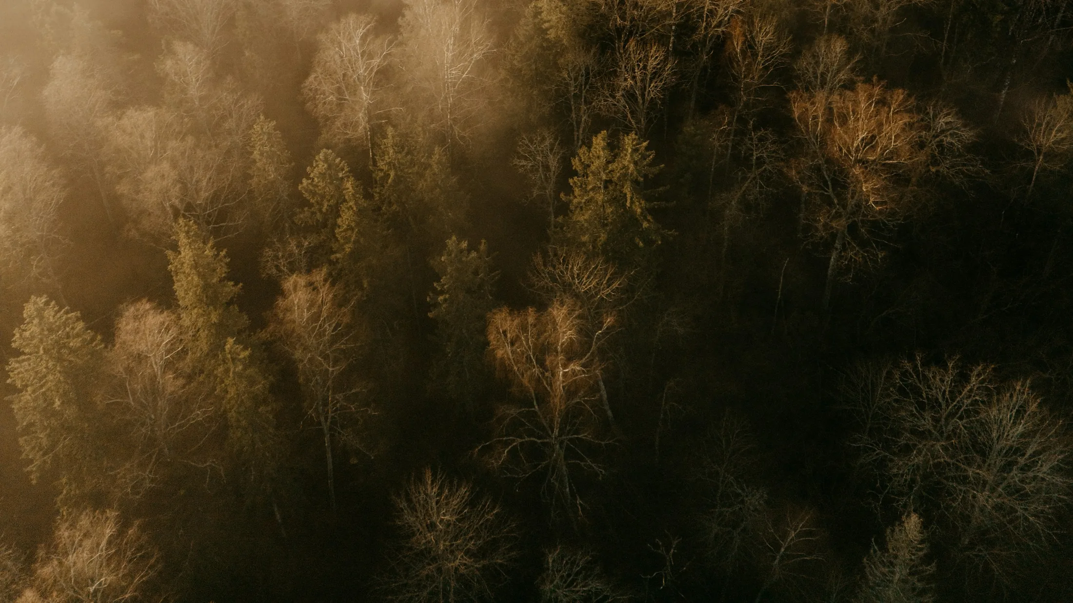 Skog i varmt morgonljus